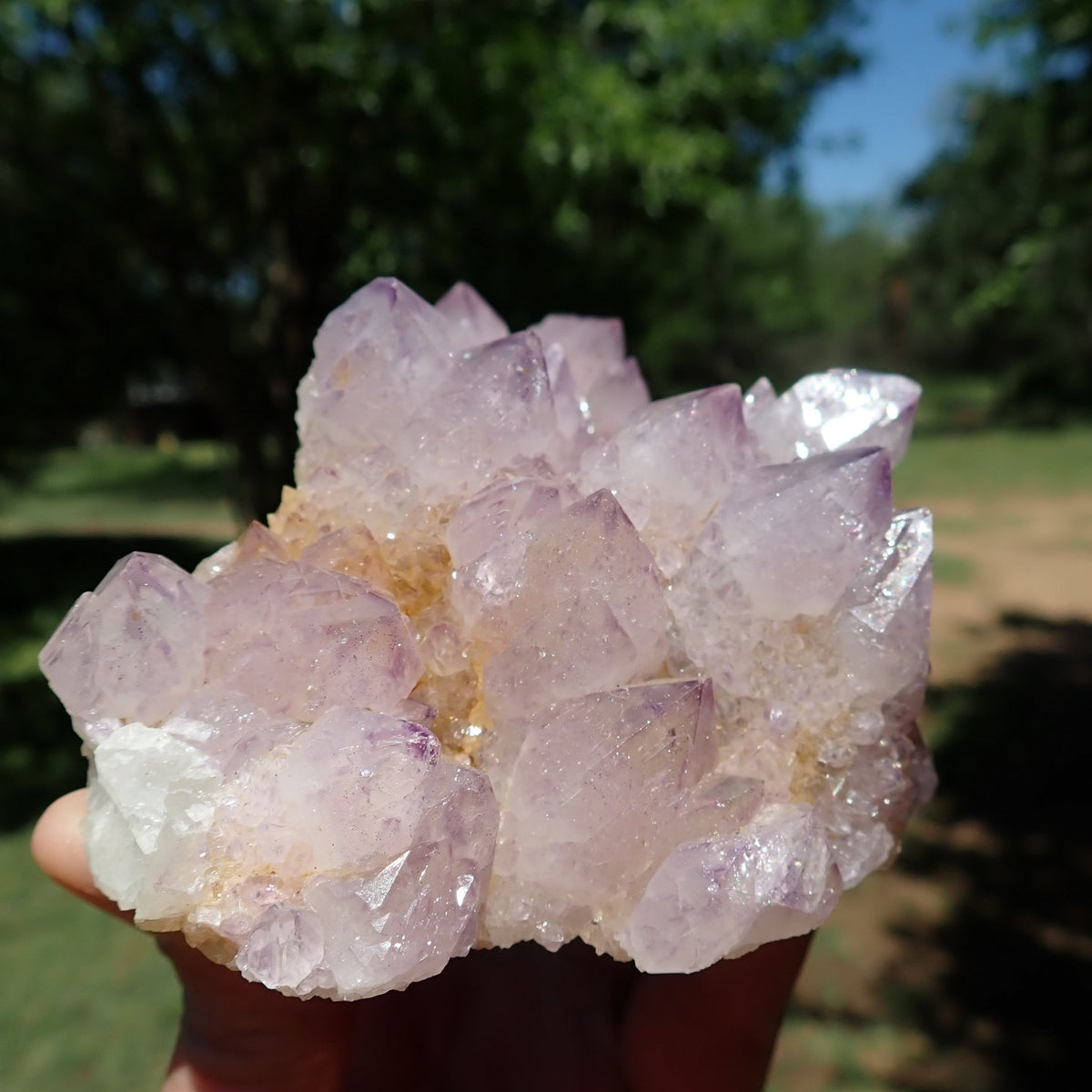 Cactus Spirit Quartz amethyst cluster showing purple-tipped crystals and yellow-brown colouring between the points