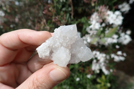Cactus quartz Spirit Quartz small cluster – broad white multi-point formation, dense second-generation crystal encrustation, Boekenhouthoek
