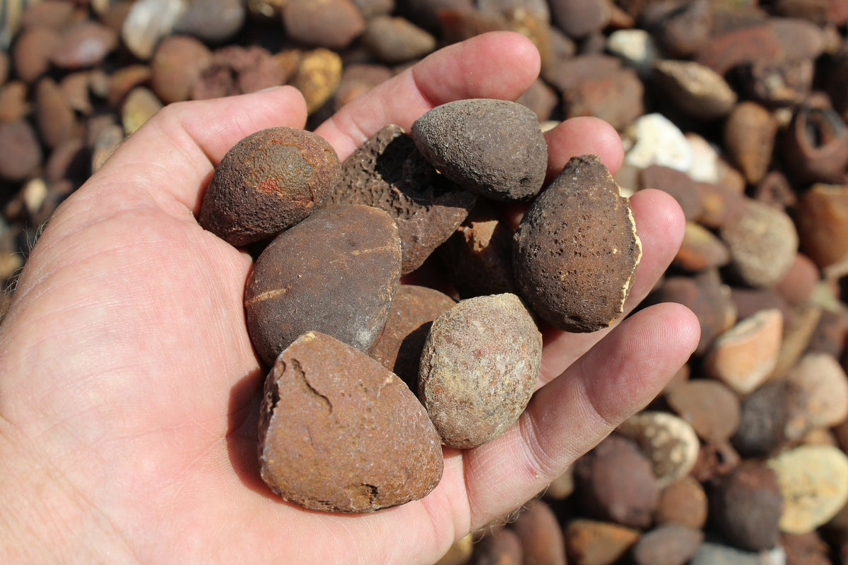 Lilangabi agate poppers held in an open hand for scale, showing varied rounded and flattened shapes with textured brown and tan surfaces, from the Lebombo Mountains.