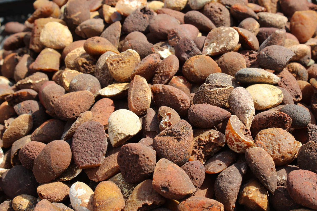 Lilangabi agate poppers, angled close-up of rough nodules showing scalloped outlines, pitted surfaces and occasional exposed orange chalcedony, from the Lebombo Mountains.