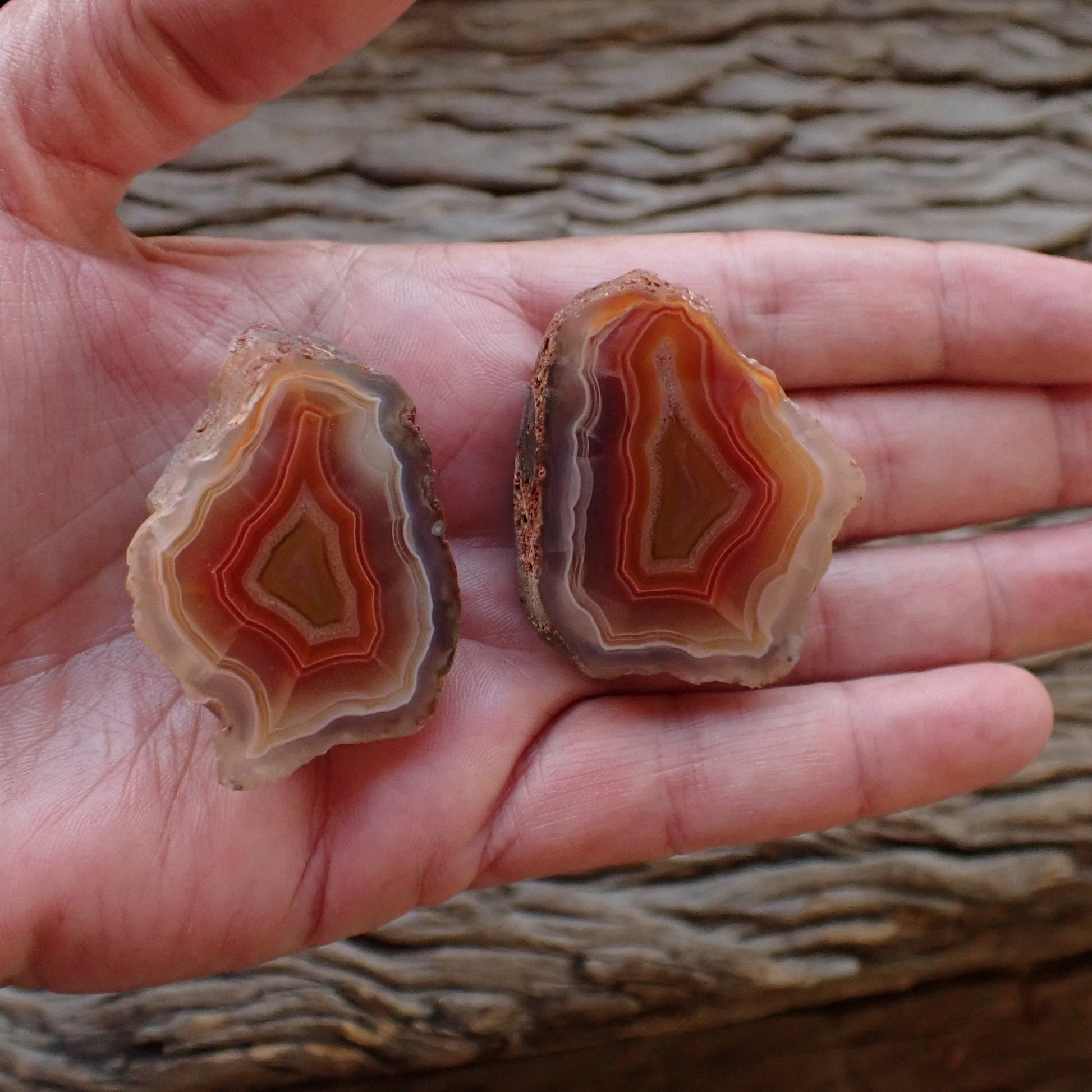 Matched Malawi agate pair 43 mm & 42 mm – size reference, both pieces in hand, floaters, scalloped banding, Ngabu Malawi | SKU 000492