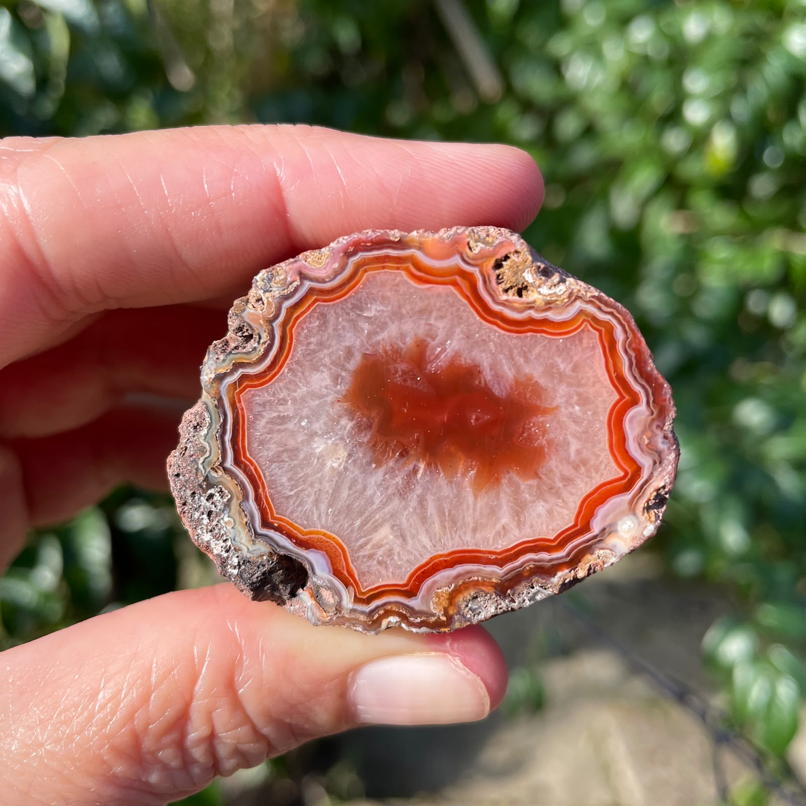 Floater Malawi agate 48mm – in-hand size reference, sard-red & lavender-grey chalcedony, scalloped fortification banding, burgundy floater, ghost banding | SKU 000353