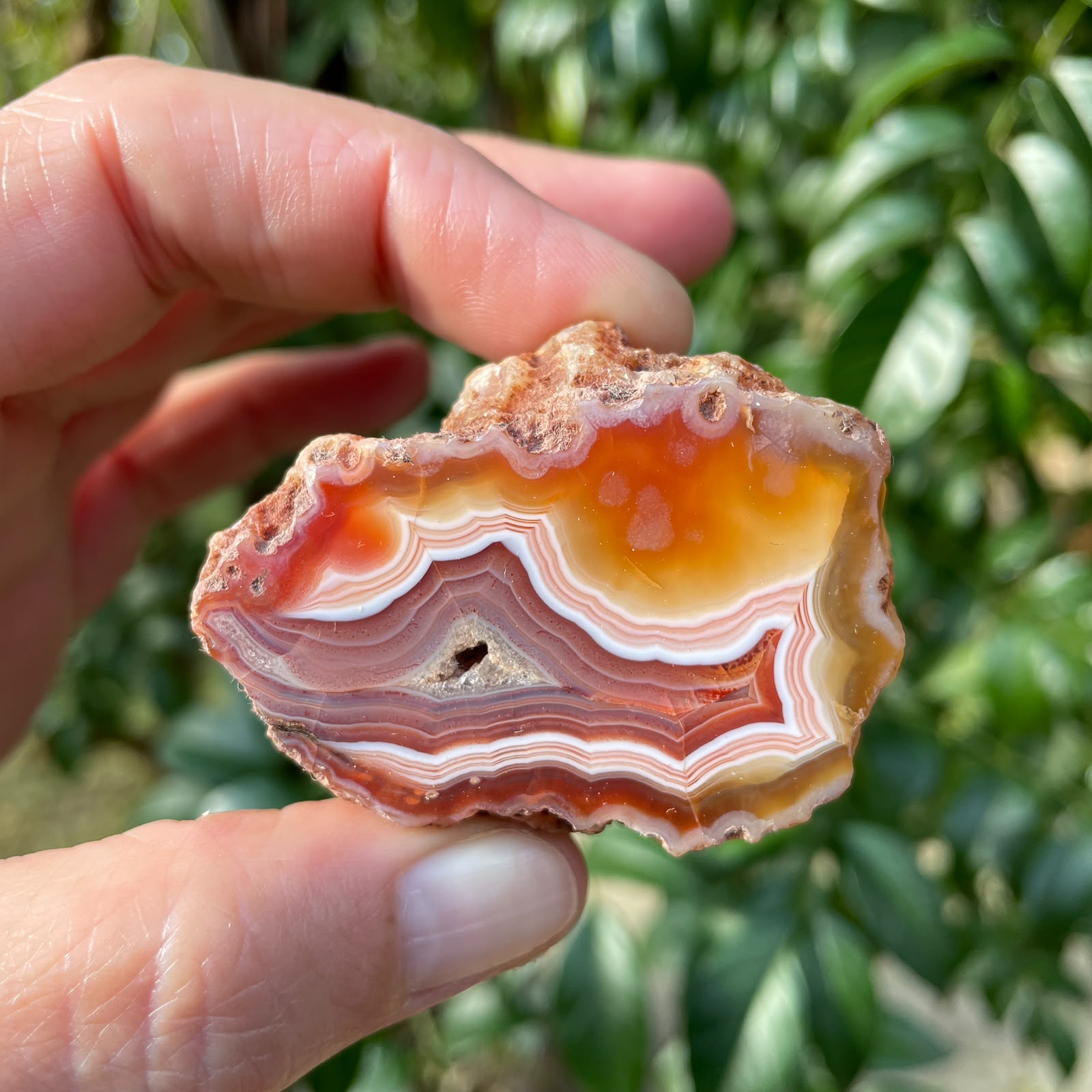 Floater Malawi agate 48mm – in-hand size reference, sard-red & lavender-grey chalcedony, scalloped fortification banding, burgundy floater, ghost banding | SKU 000353
