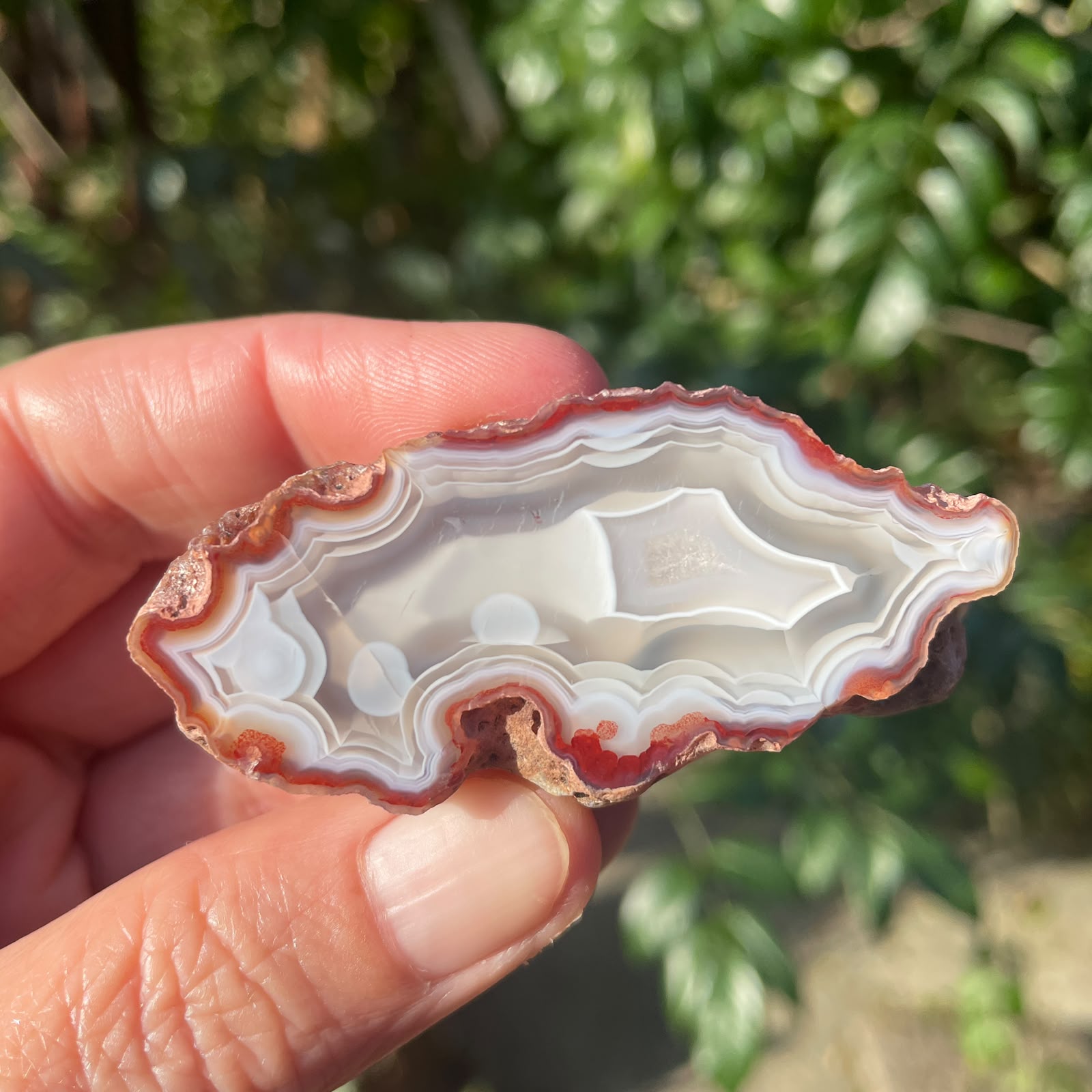 Scalloped ghost banding Malawi agate 58mm – in-hand size reference, blue-grey & white chalcedony, scalloped ghost banding, circular chalcedony forms, sard-red zone | SKU 000358