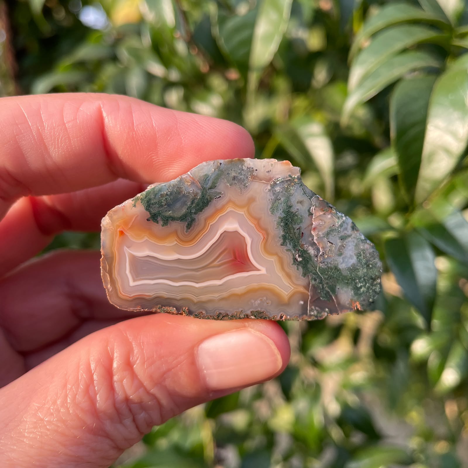 Moss inclusion Malawi agate 48 mm – in-hand view, teal-green moss inclusions and honey-amber fortification banding, scalloped inner band and sard-red inner zone, natural sunlight | SKU 000369