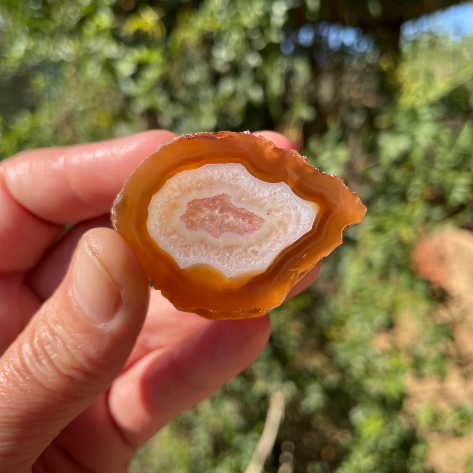 carnelian-orange Malawi agate 43 mm – in-hand view, druzy quartz inner zone, secondary inner zone, fortification banding, scalloped band edges, natural sunlight | SKU 000372