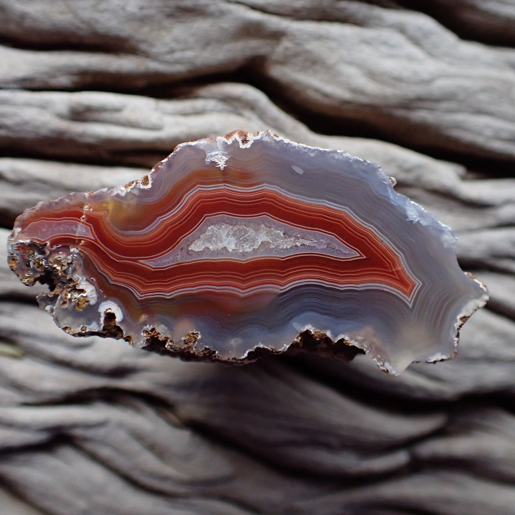 Natural hand-polished Malawi agate 51 mm – full specimen, irregular leaf-shaped form, fine sard-red and white fortification banding with blue-grey chalcedony outer zone and raw iron-matrix edges, Ngabu deposit | SKU 000373