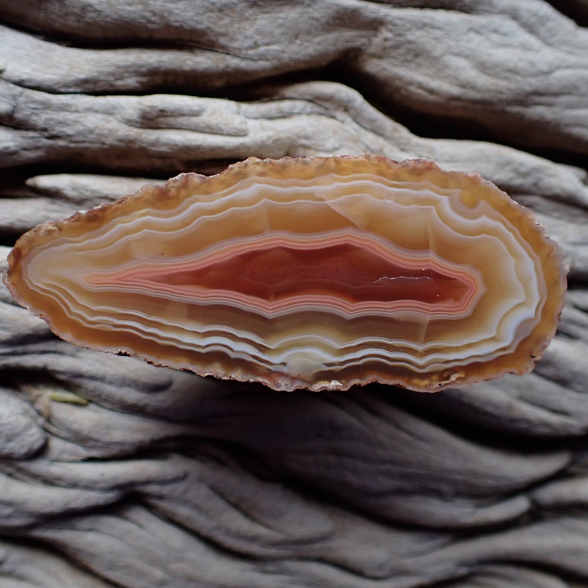 Natural hand-polished Malawi agate 58mm showing complete eye-form fortification banding in cream, honey-amber, and rose tones with solid sard-carnelian centre — full polished face | SKU 000380