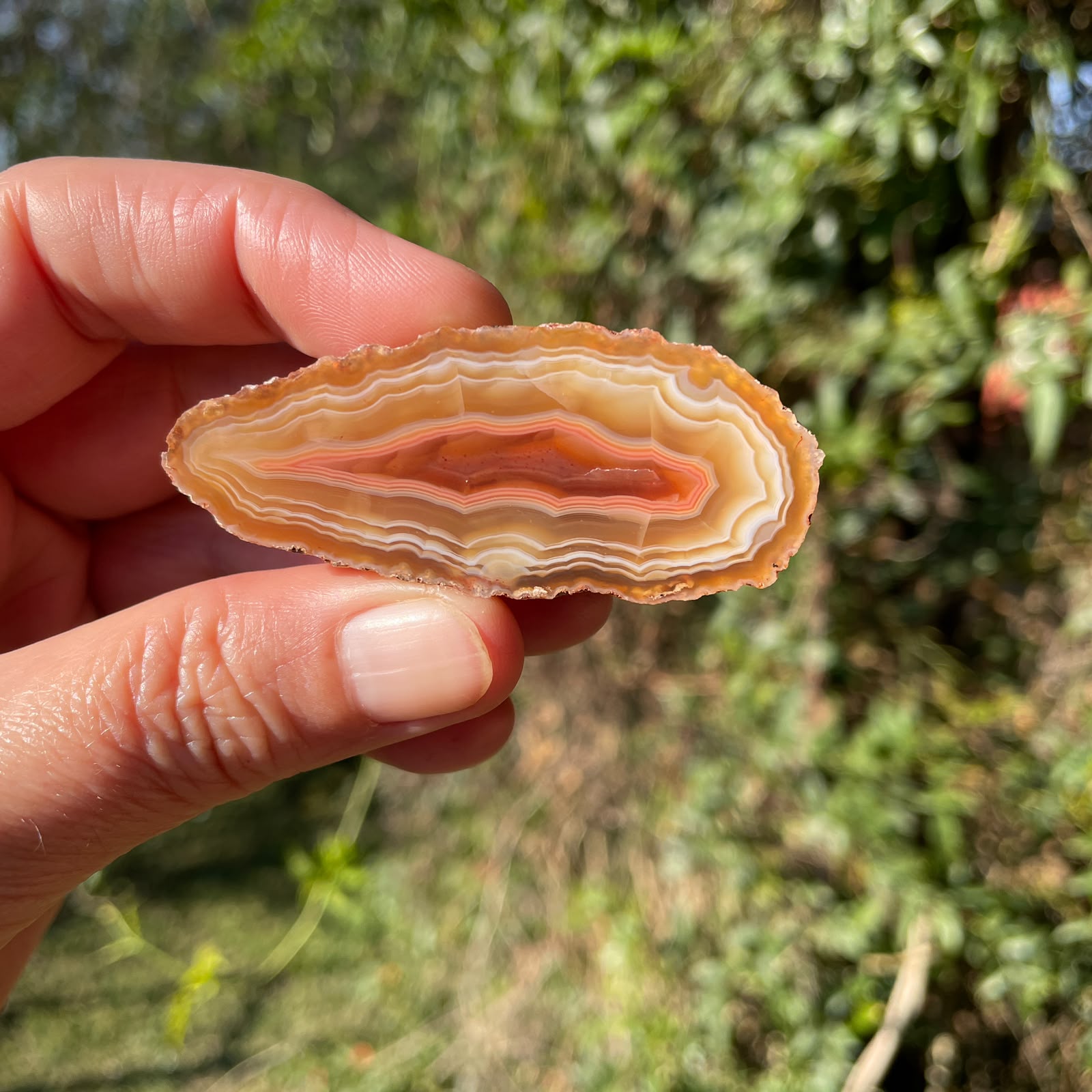 cream-honey-rose Malawi agate 58 mm – in-hand view, eye-form fortification banding, parallax, solid sard-carnelian centre, ghost banding, natural sunlight | SKU 000380