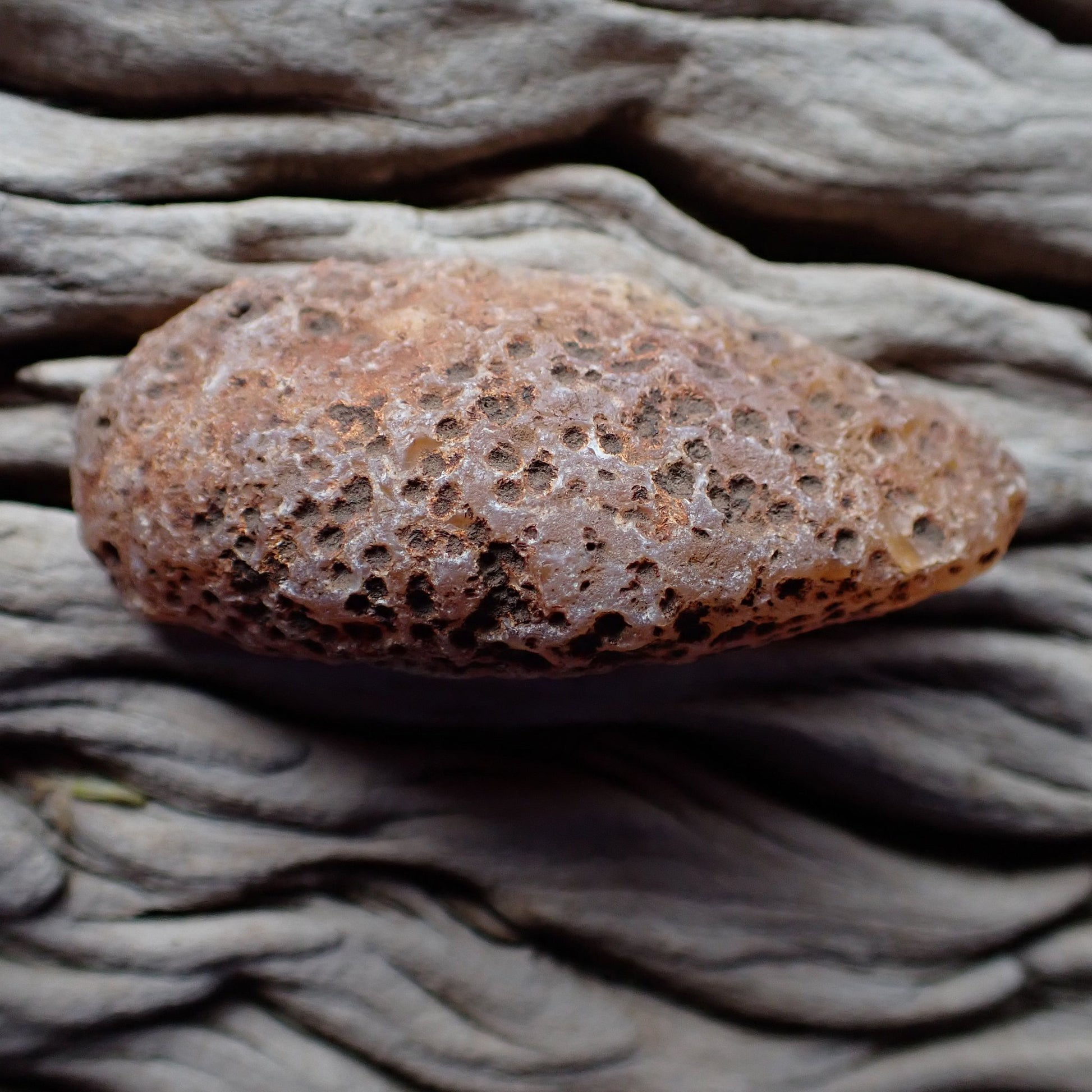 Unpolished back of Malawi Ngabu agate 58mm showing heavily pitted vesicular basalt cortex with iron-stained reddish-brown weathering texture | SKU 000380