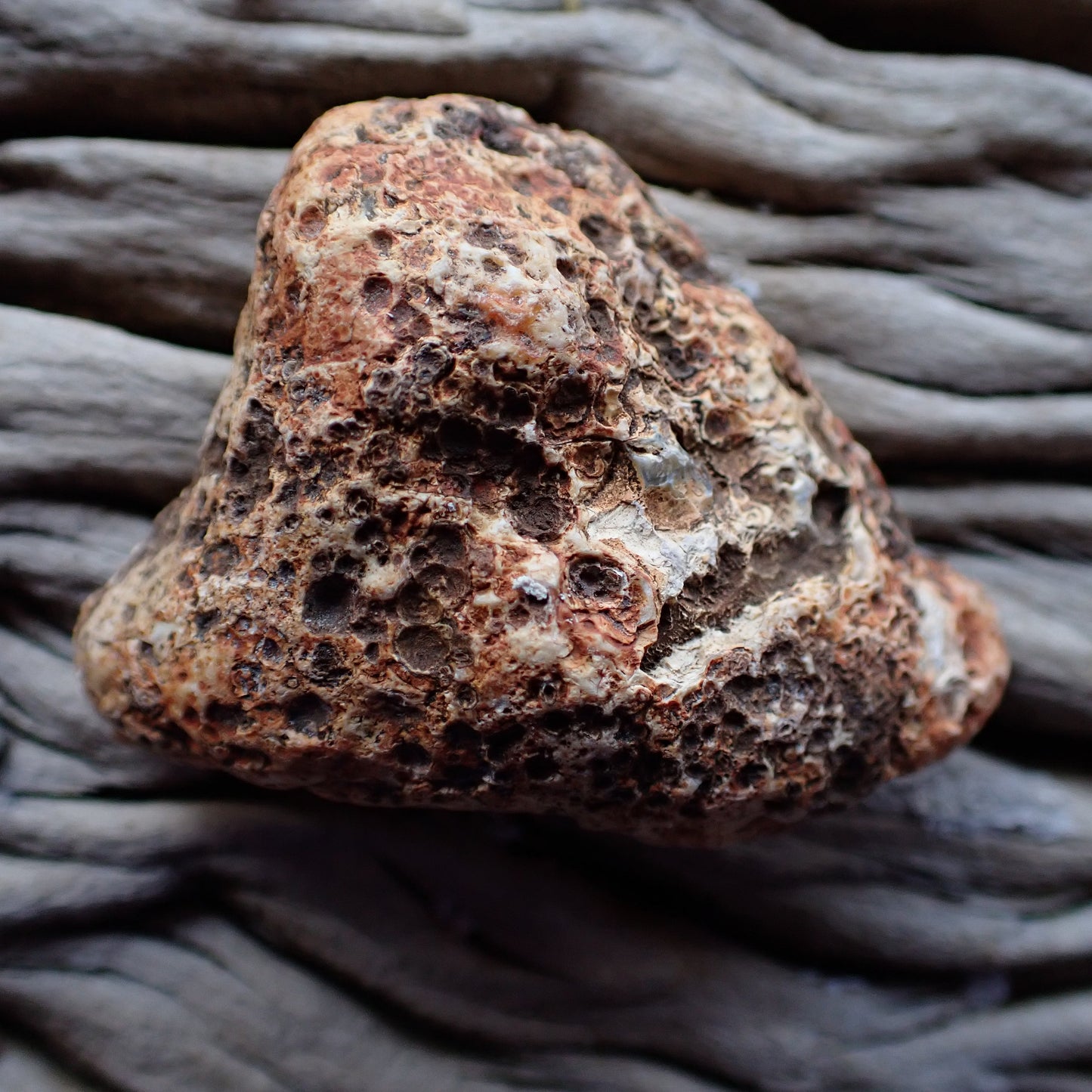 Unpolished side of a Malawi candy ngabu agate nodule