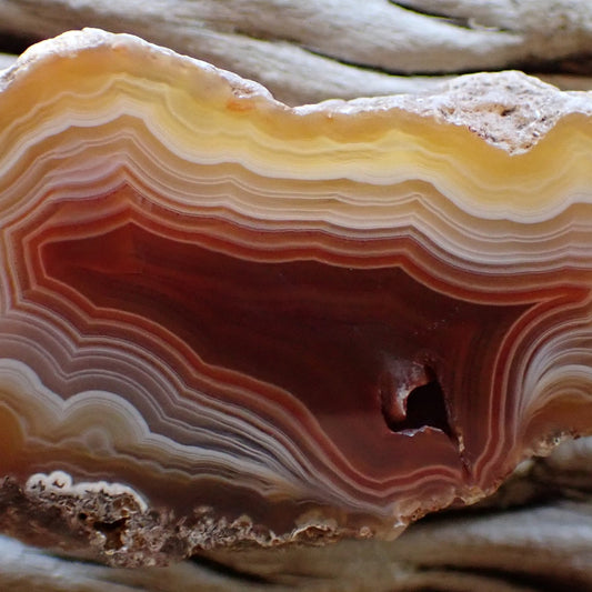 Close-up of a hand cut and polished Malawi agate collector specimen. Stunning wavy ghost and fortification banding in red, orange and bronze