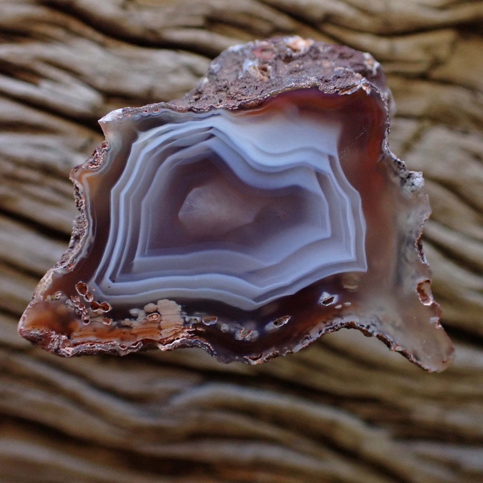 Natural hand-polished Malawi agate 44 mm – full specimen, star-shaped inner band profile with warm taupe to greige fortification banding and muted russet outer border, Ngabu deposit | SKU 000481