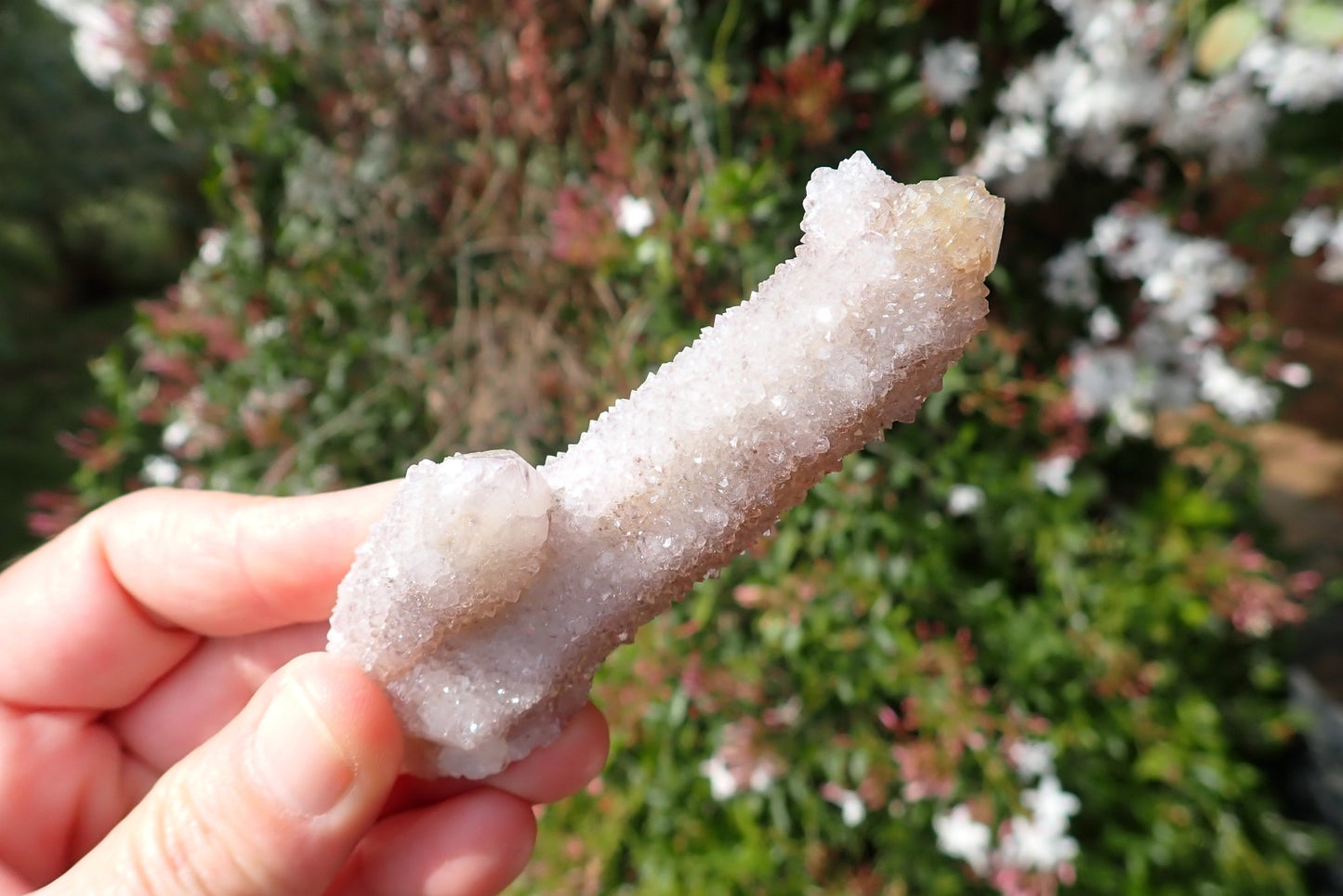 Cactus quartz Spirit Quartz wand – in-hand, elongated form with full second-generation crystal coverage, white/smoky
