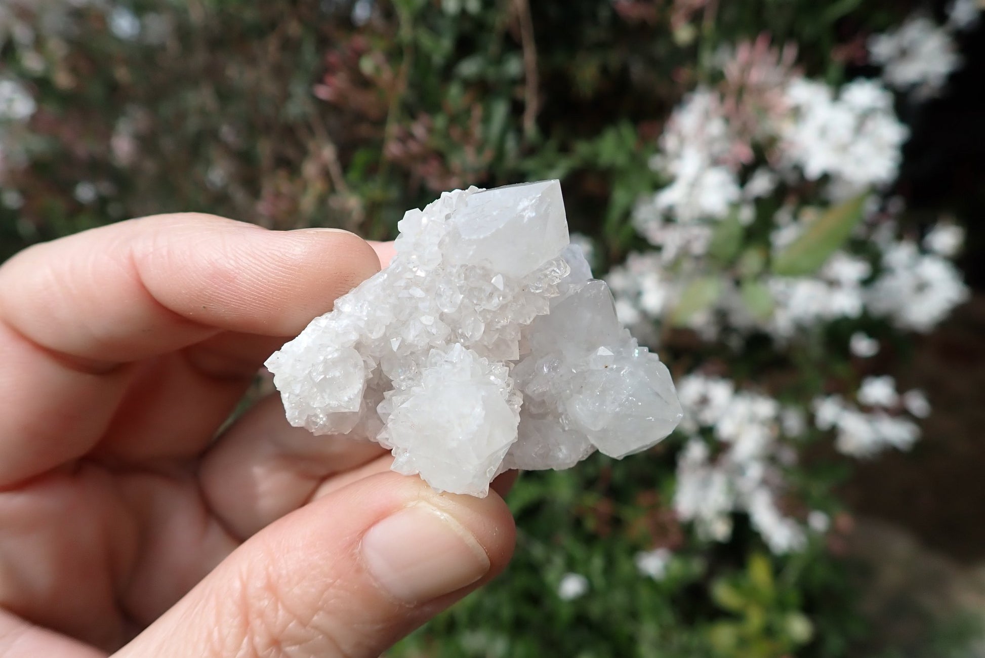 Cactus quartz Spirit Quartz small cluster – broad white multi-point formation, dense second-generation crystal encrustation, Boekenhouthoek