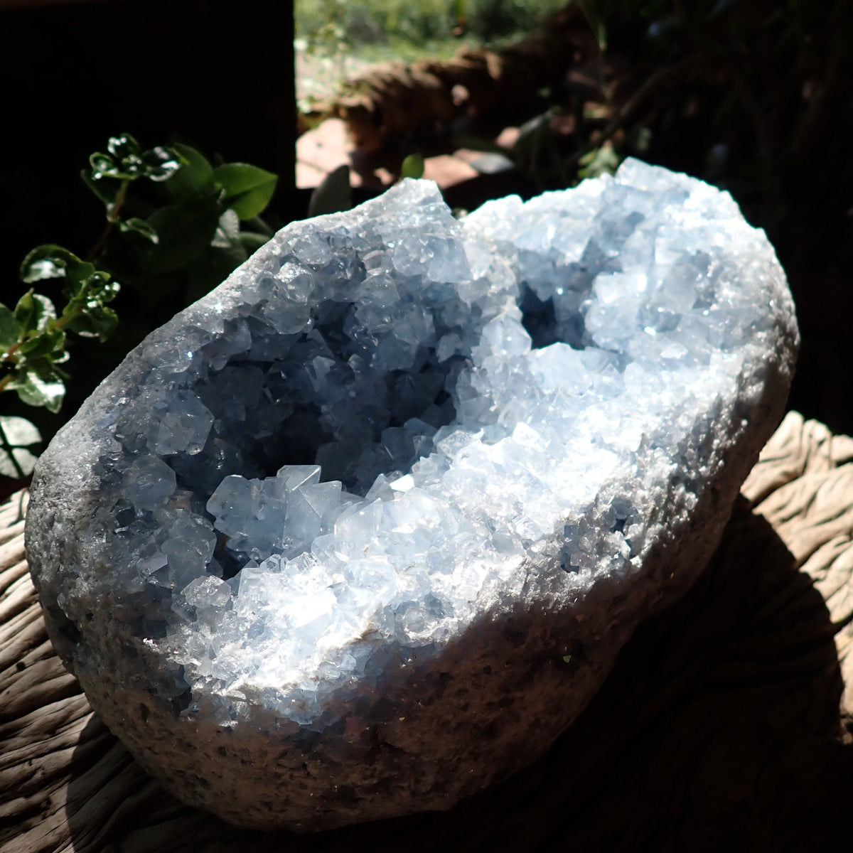 Celestite geode from Madagascar, oblique view showing the crystal-lined cavity and thick grey-beige outer matrix.