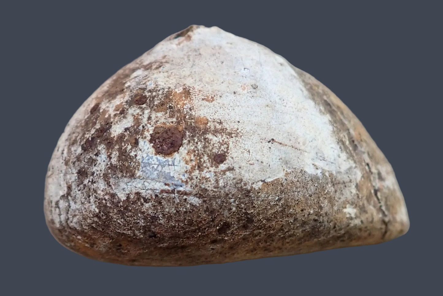 Lilangabi agate 73 mm – back view, natural rind, Eswatini
