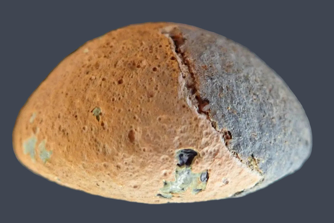 Lilangabi agate 67 mm – back view, natural rind, Lebombo Mountains