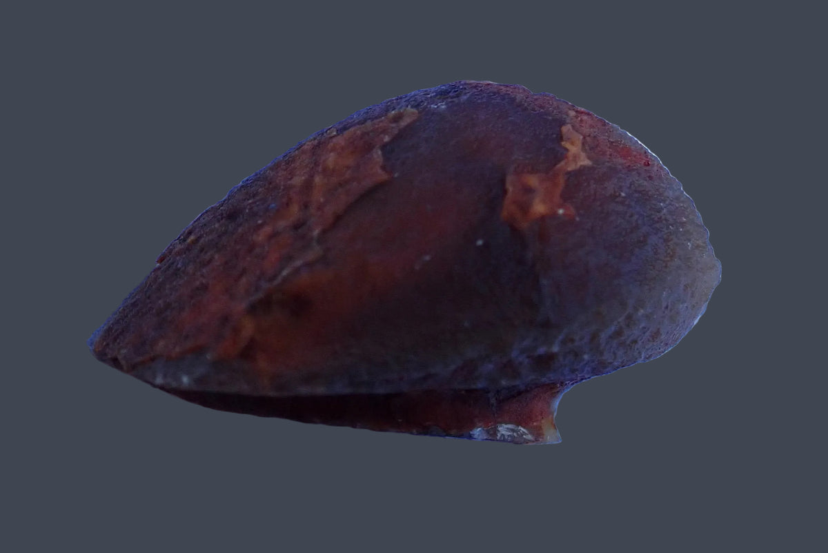 Lilangabi agate 68 mm – back view with dark reddish-brown natural rind, Lebombo Mountains.