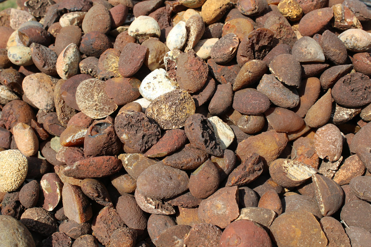 Lilangabi agate poppers from the Lebombo Mountains, close-up of small rough nodules with flattened, scalloped shapes and textured brown, rust-red and cream surfaces.