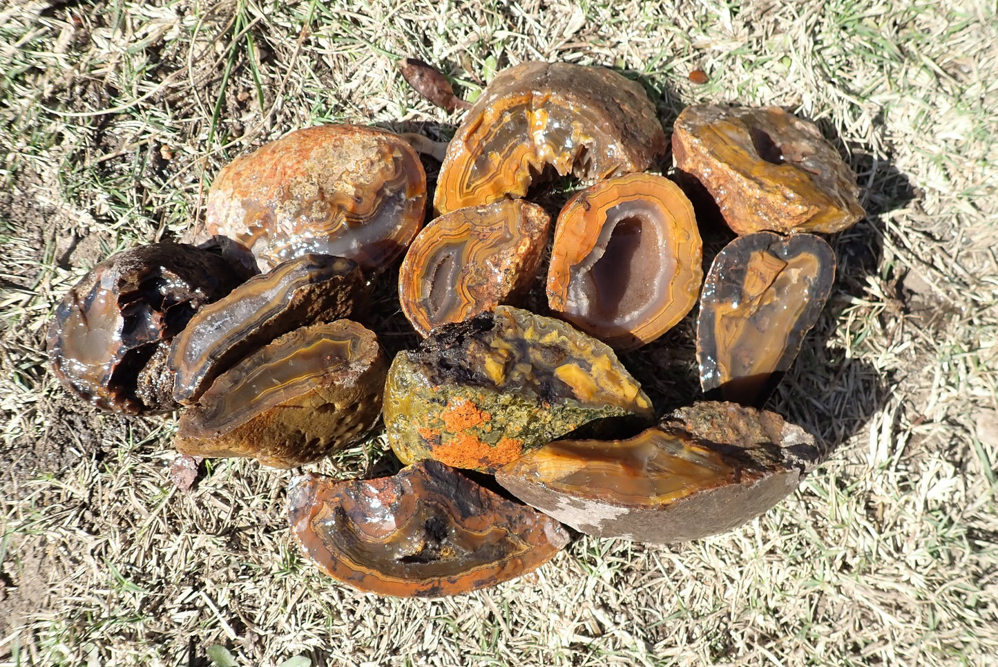 Lilangabi agate nodule – cut and wet, electric orange and amber banding, Lebombo agate, Eswatini