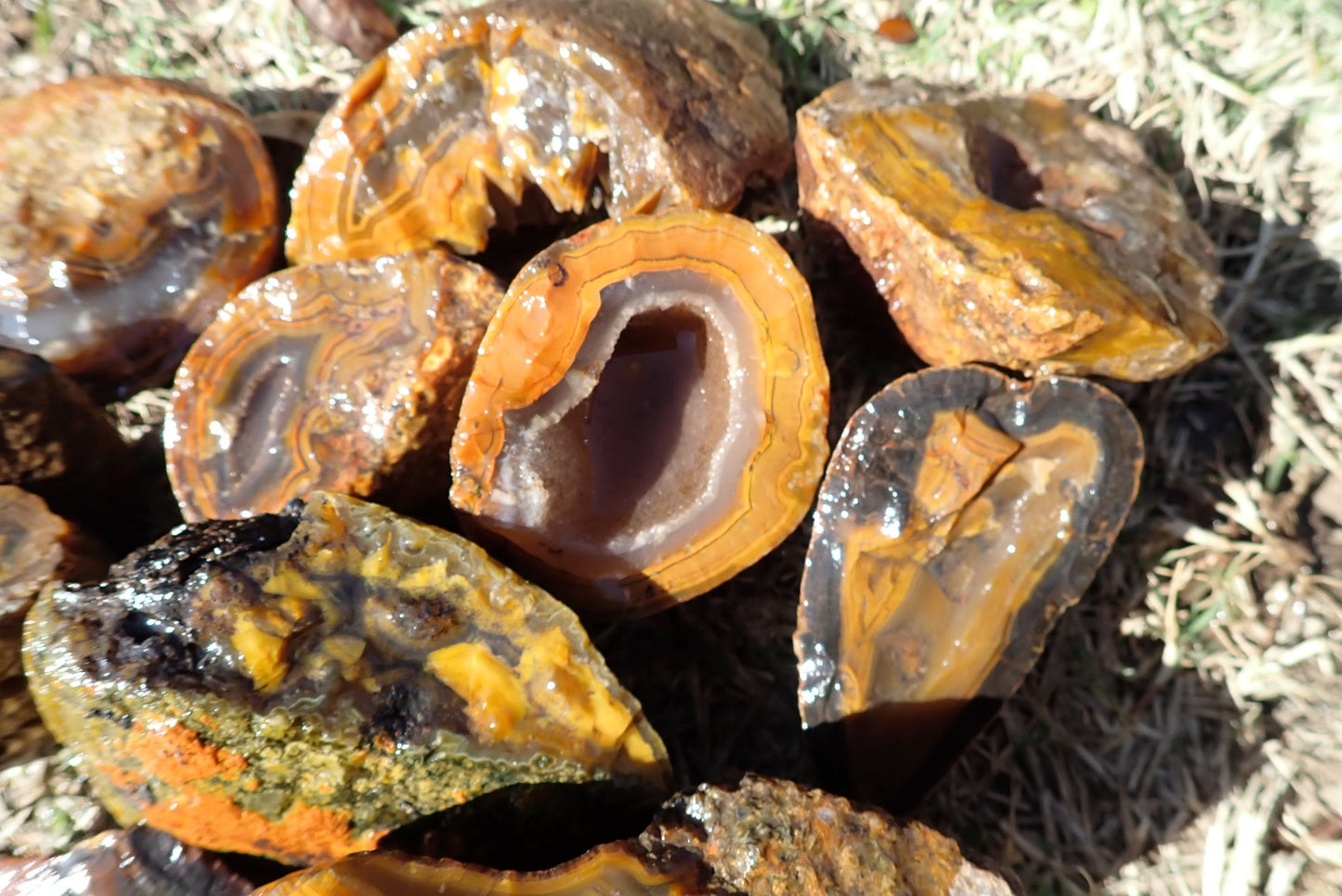 Lilangabi agate nodule – cut and wet, electric orange and amber banding, Lebombo agate, Eswatini