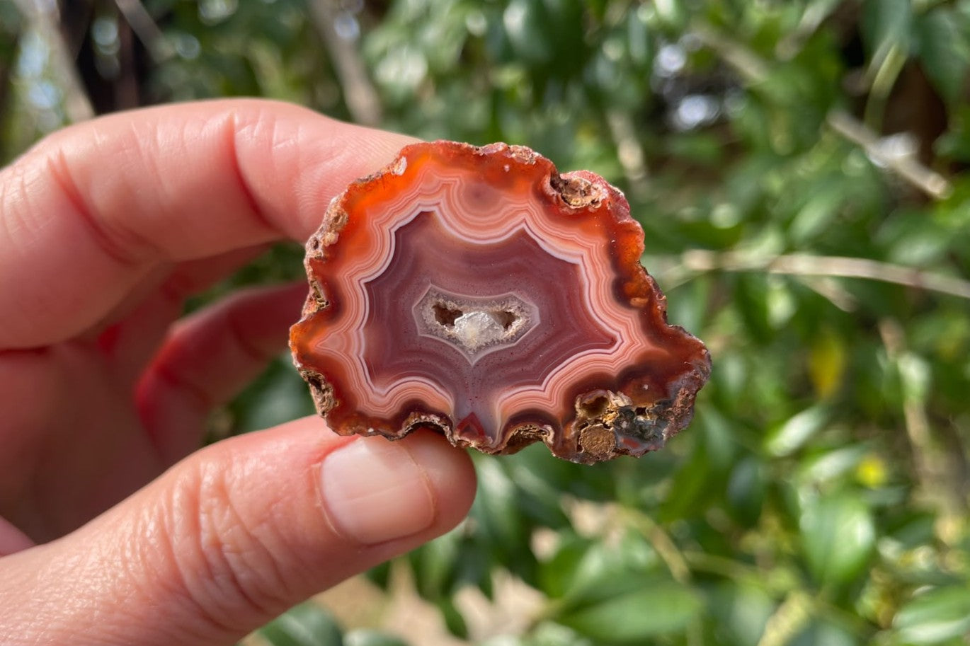 Malawi agate 40 mm – in-hand size reference, deep carnelian red banding, scalloped outer edge, Ngabu