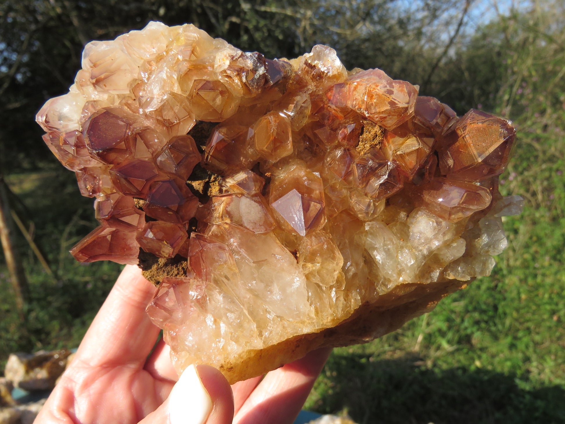 Wholesale limonite quartz Zambia – in-hand specimen showing pale cream to deep golden to orange druzy coverage, compact globular formations on matrix base, natural unpolished finish | SKU LIMkg