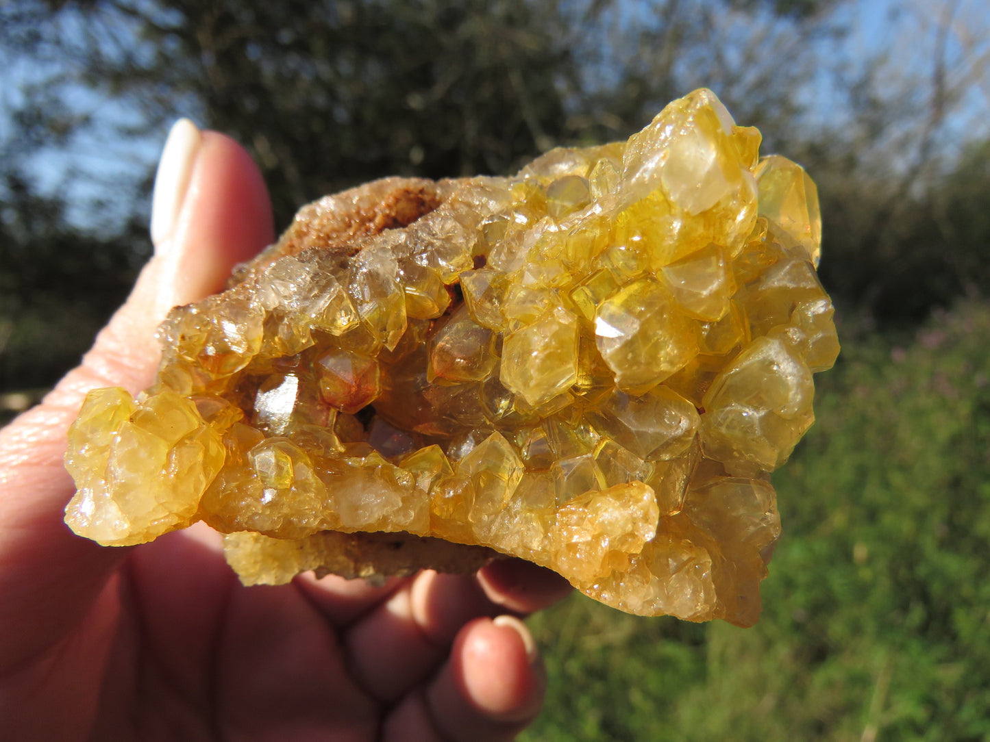 Wholesale limonite quartz Zambia – in-hand specimen showing deep golden druzy coverage, compact globular formations on matrix base, natural unpolished finish | SKU LIMkg