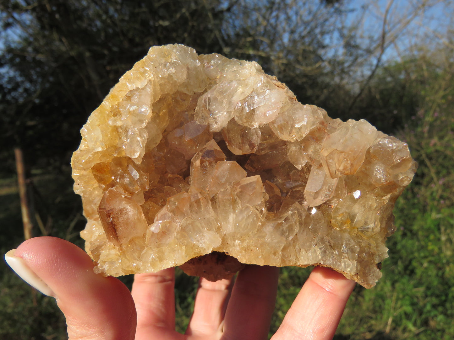 Wholesale limonite quartz Zambia – in-hand specimen showing pale cream to golden druzy coverage, compact globular formations on matrix base, natural unpolished finish | SKU LIMkg