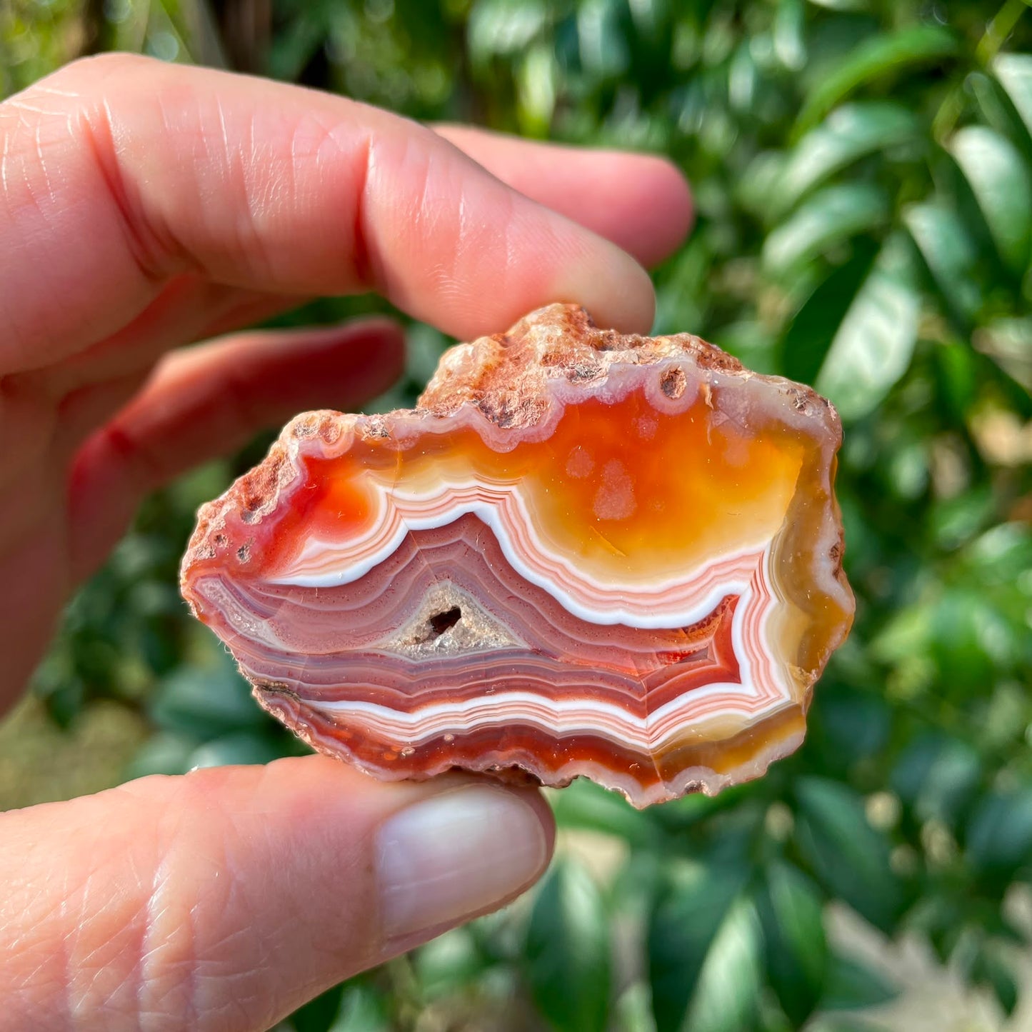 Floater Malawi agate 48mm – in-hand size reference, sard-red & lavender-grey chalcedony, scalloped fortification banding, burgundy floater, ghost banding | SKU 000353
