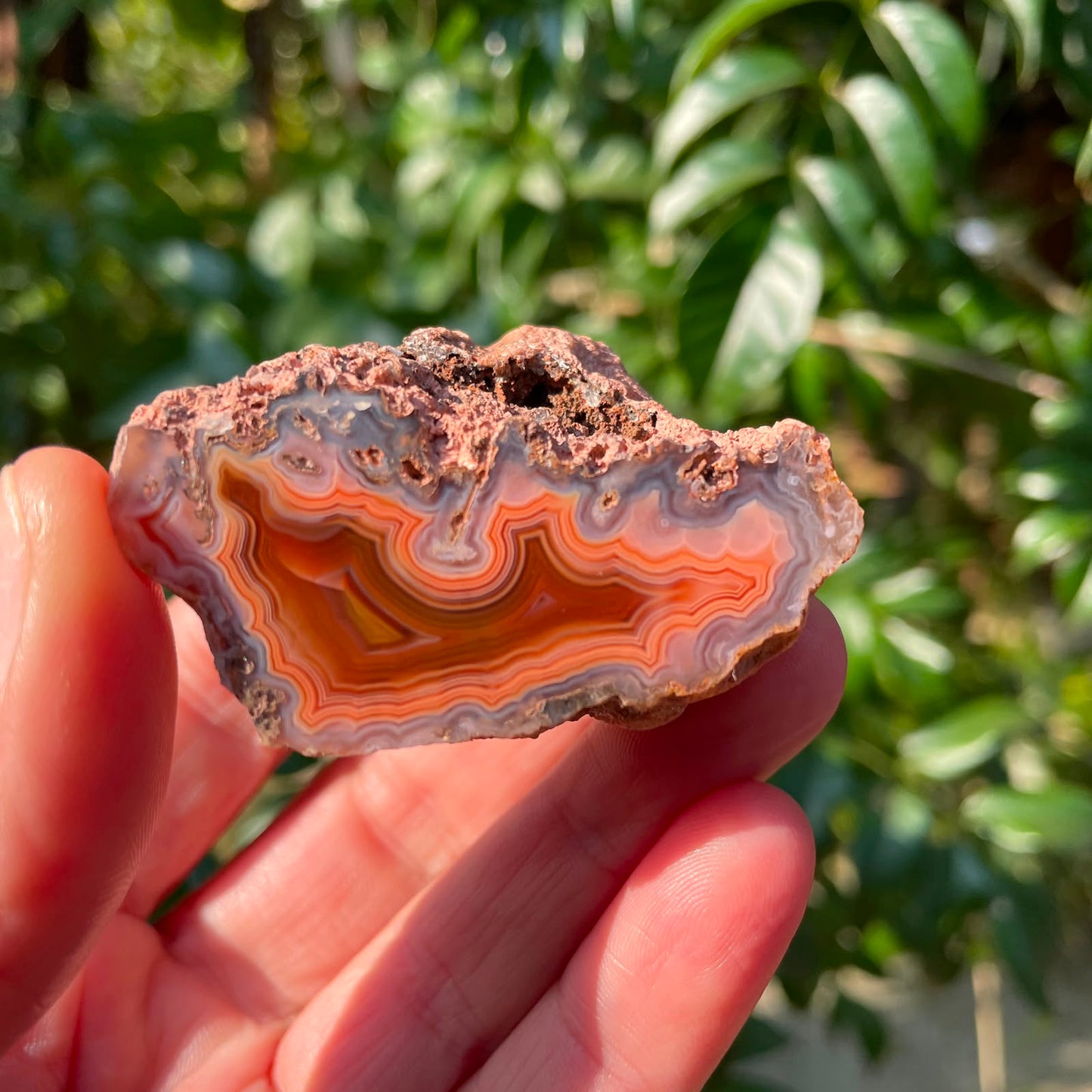 In-hand Malawi agate 53 mm – crazy lace banding with sweeping sard-carnelian and blue-grey chalcedony arcs, natural nodule silhouette, Ngabu deposit, hand-polished in South Africa | SKU 000363