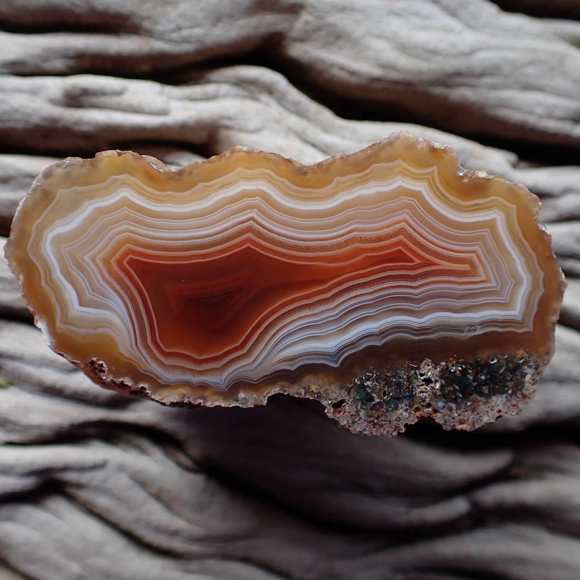 Natural Malawi agate 53 mm – dense scalloped fortification banding, dome structure, sard-red core, Ngabu origin, hand-polished in South Africa | SKU 000384