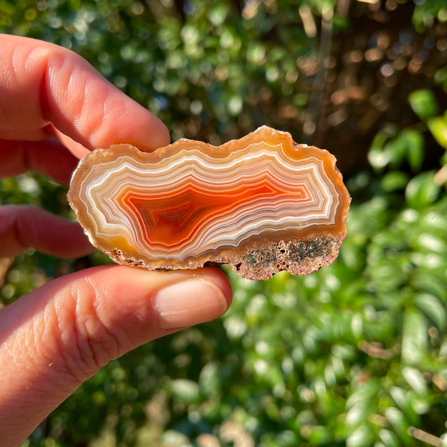 cream and orange Malawi agate 53 mm – in-hand view, scalloped fortification banding, shadow banding, dome structure, Ngabu origin, hand-polished in South Africa | SKU 000384