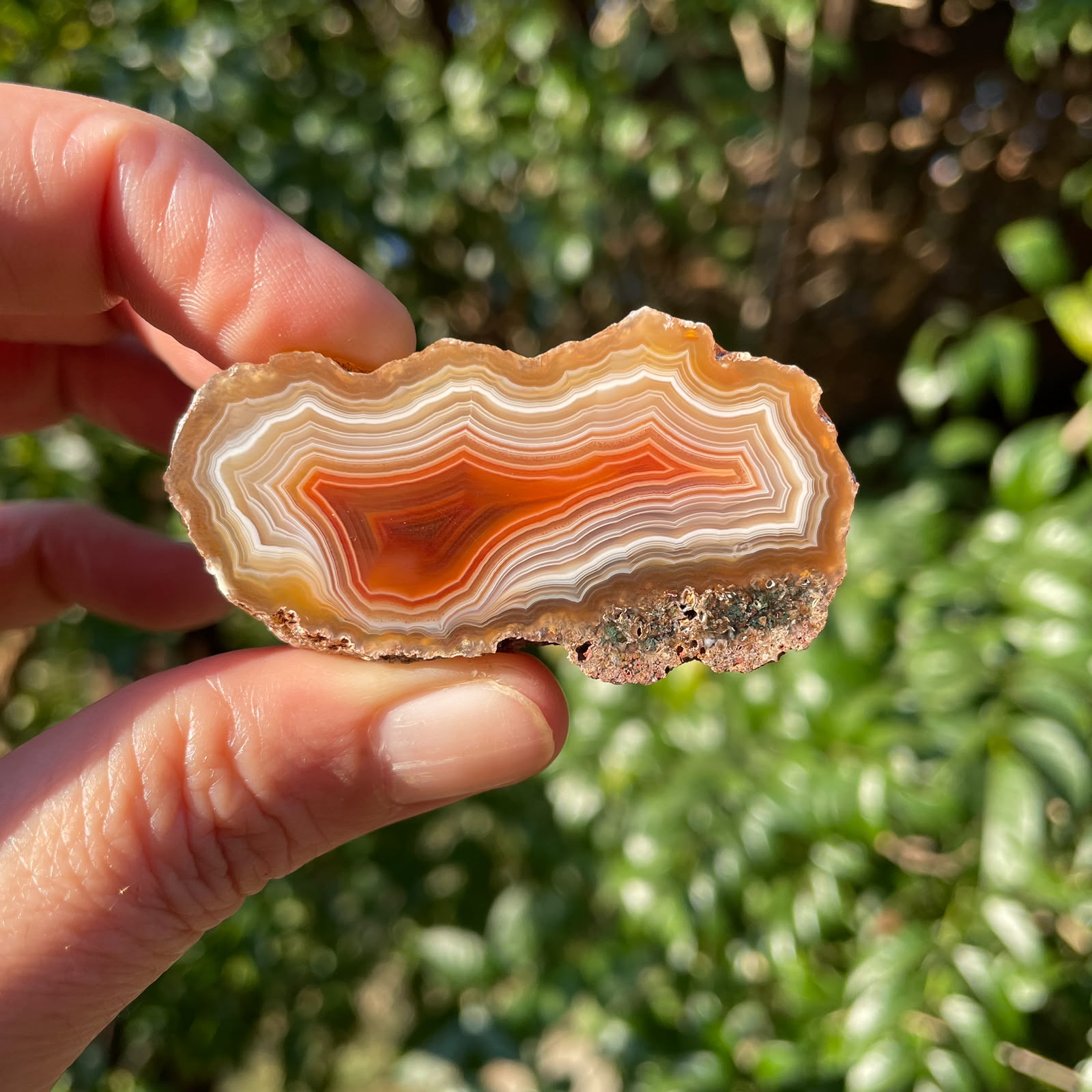 cream and orange Malawi agate 53 mm – in-hand view, scalloped fortification banding, shadow banding, dome structure, Ngabu origin, hand-polished in South Africa | SKU 000384