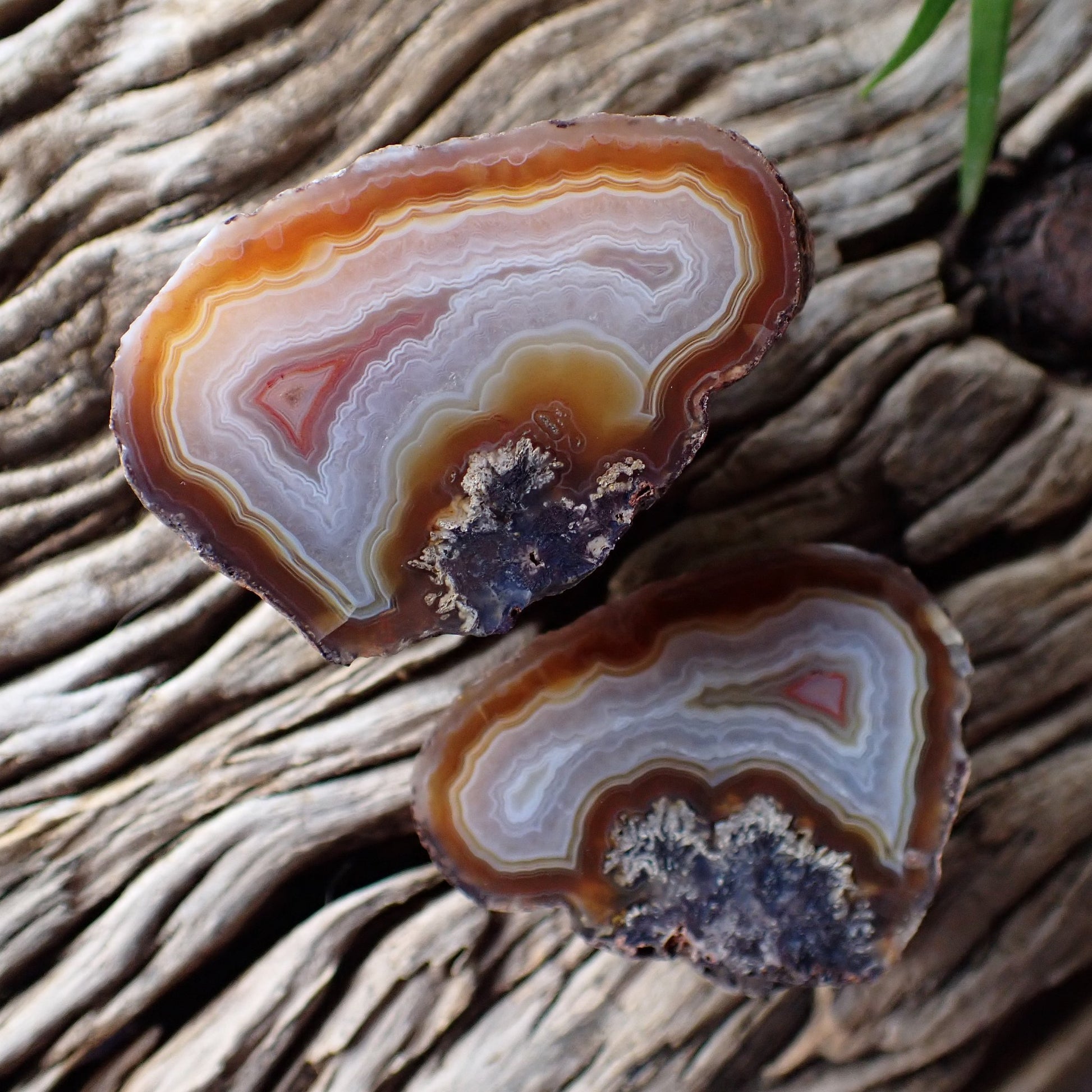 Matched pair Malawi agate 52 mm – both halves open showing sweeping crazy lace banding in sard-carnelian and cream-white, Ngabu origin, hand-polished in South Africa | SKU 000388