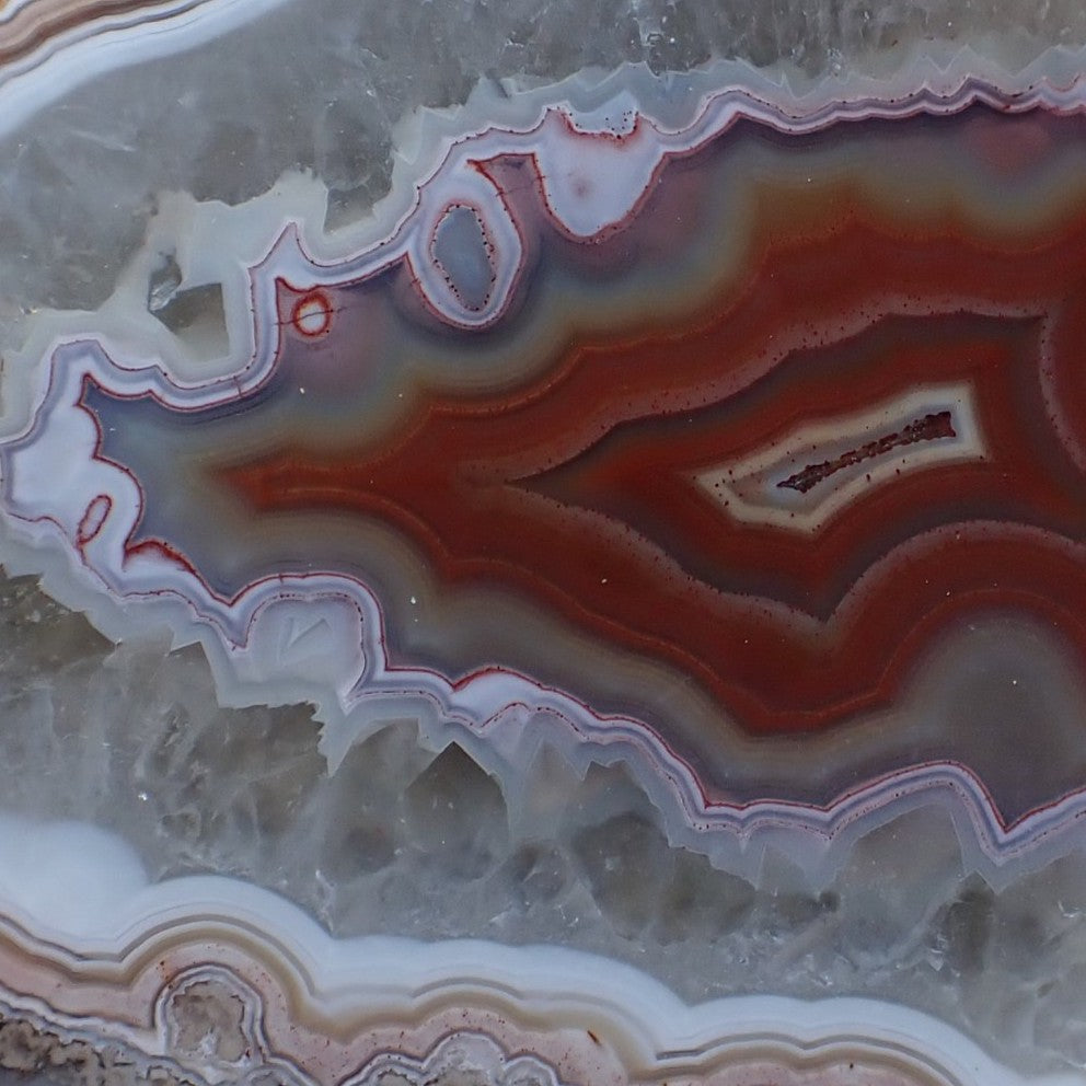 Malawi floater showing unusual crazy patterning, it looks like a wild drawing!