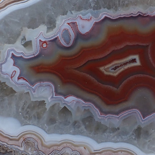 Malawi floater showing unusual crazy patterning, it looks like a wild drawing!