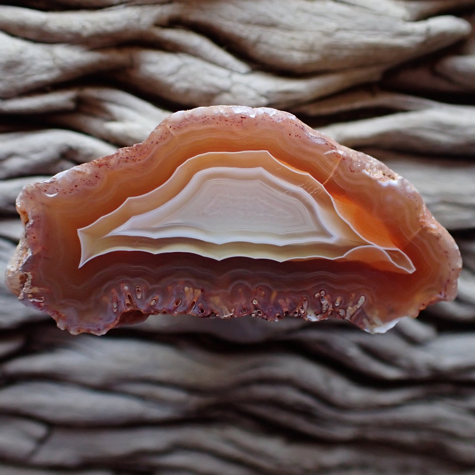 pretty little orange and white cut and polished Malawi agate