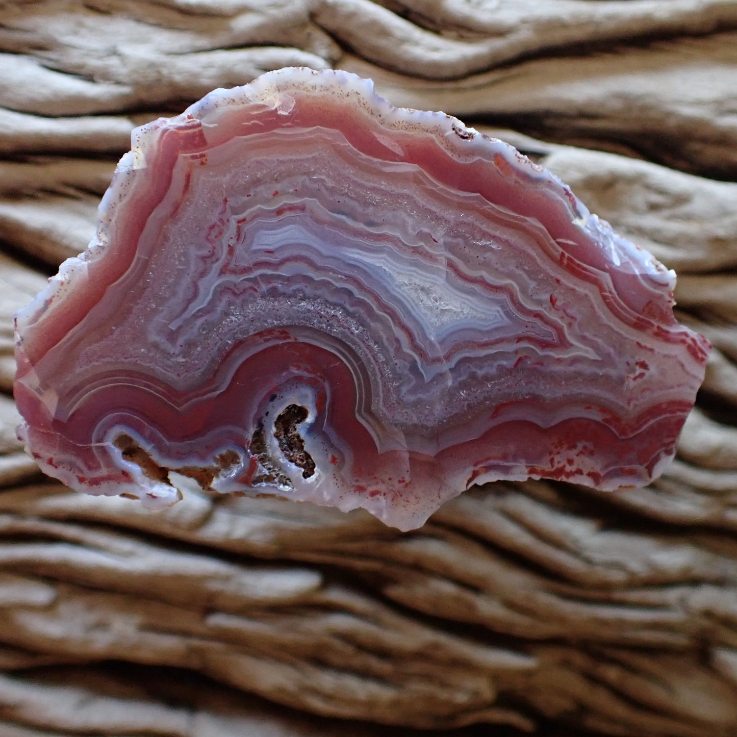 Cut and hand polished Malawi Ngabu agate with rich reddish-pink and deep orange hues (Sard) Very tight fortification and shadow or ghost banding which almost makes it look lacy