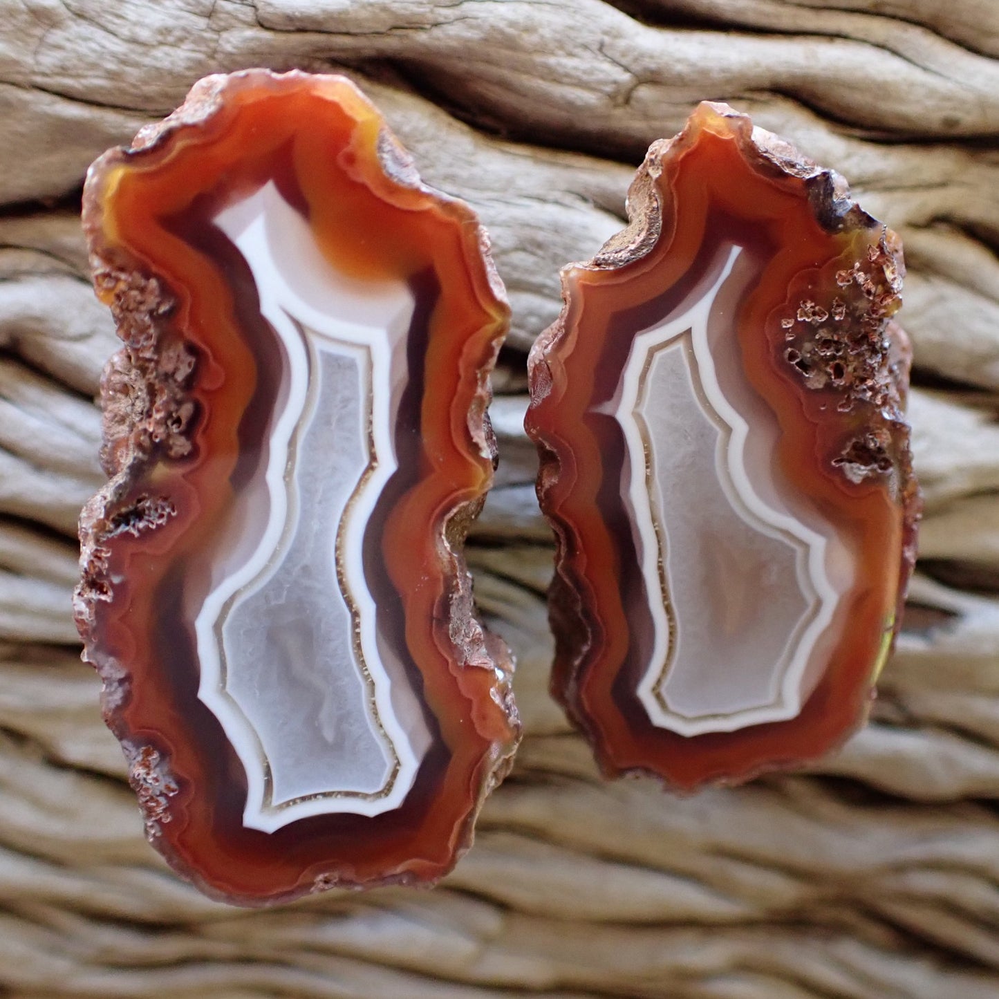 Matched pair of hand-polished Malawi agate nodules from Ngabu showing deep sard-carnelian fortification banding and luminous white chalcedony centers with ghost banding — SKU 000471