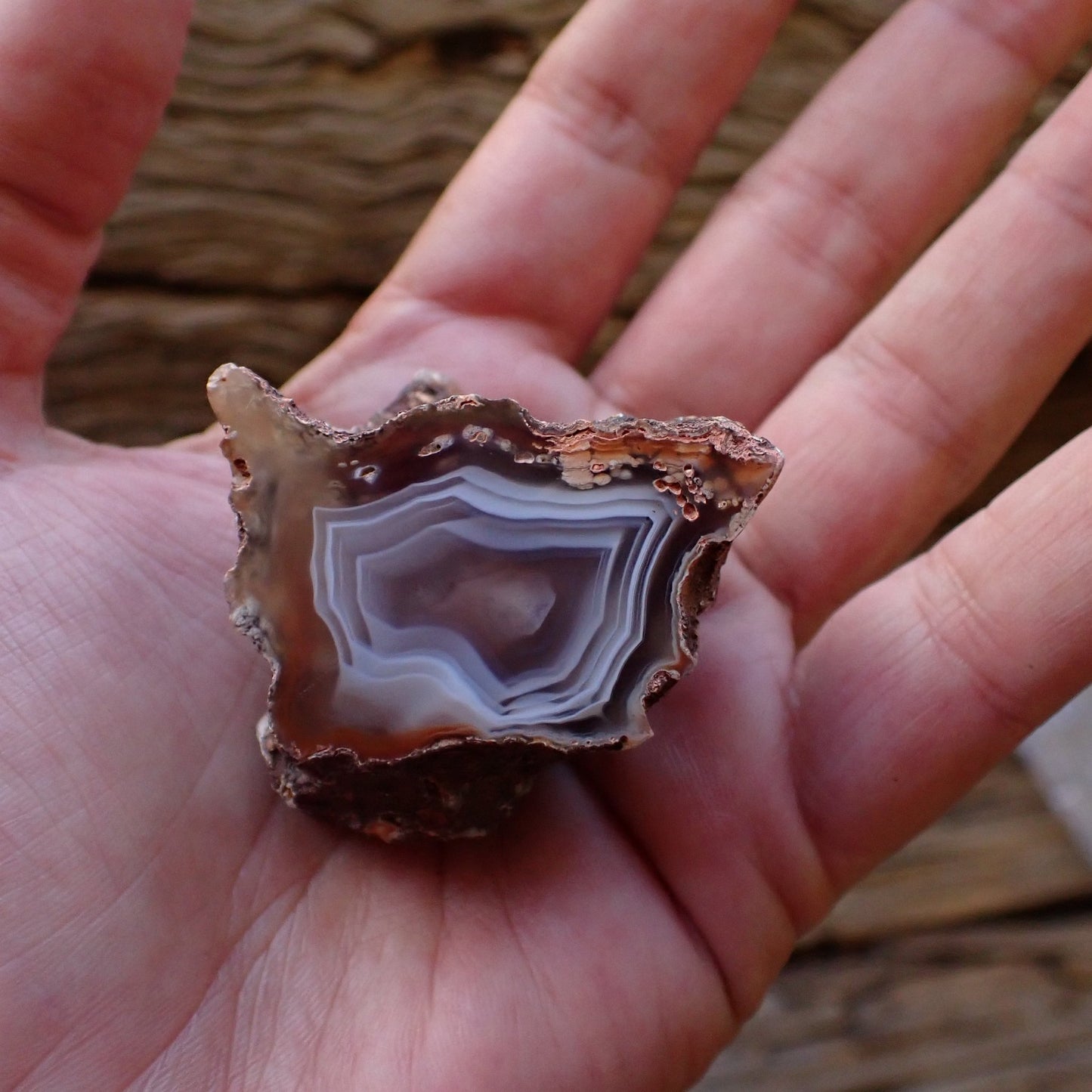In-hand size reference, natural hand-polished Malawi agate 44 mm – warm taupe fortification banding with star-shaped inner zone, Ngabu deposit | SKU 000481
