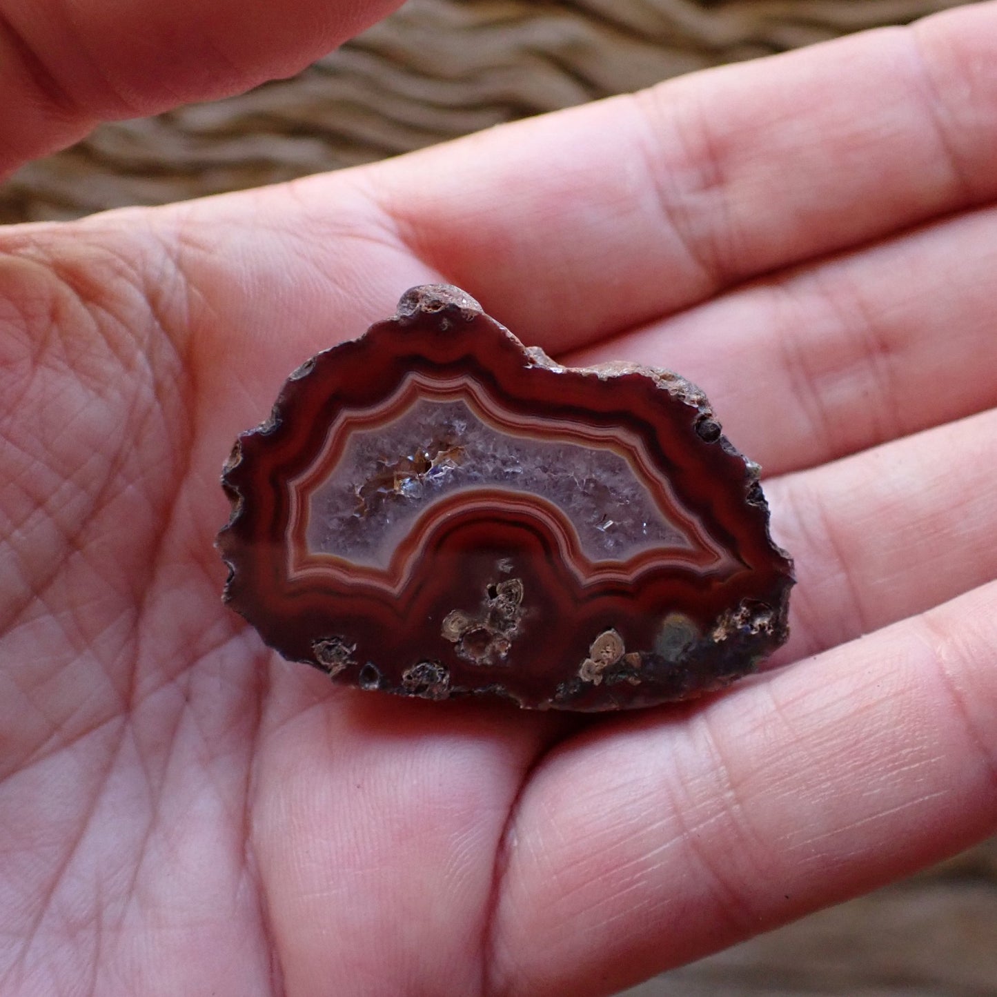 In-hand size reference Malawi agate 40 mm – collector specimen showing scale, fortification banding visible, Ngabu, Malawi | SKU 000483