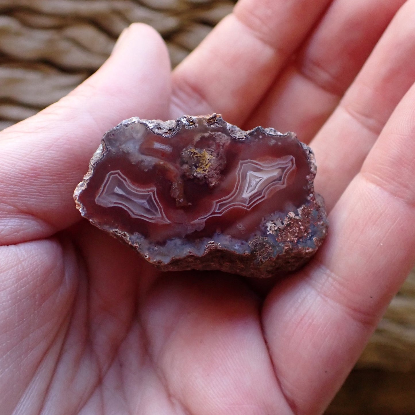 In-hand size reference Malawi agate 40 mm – collector specimen showing scale, dual lobe fortification banding visible, Ngabu, Malawi | SKU 000484