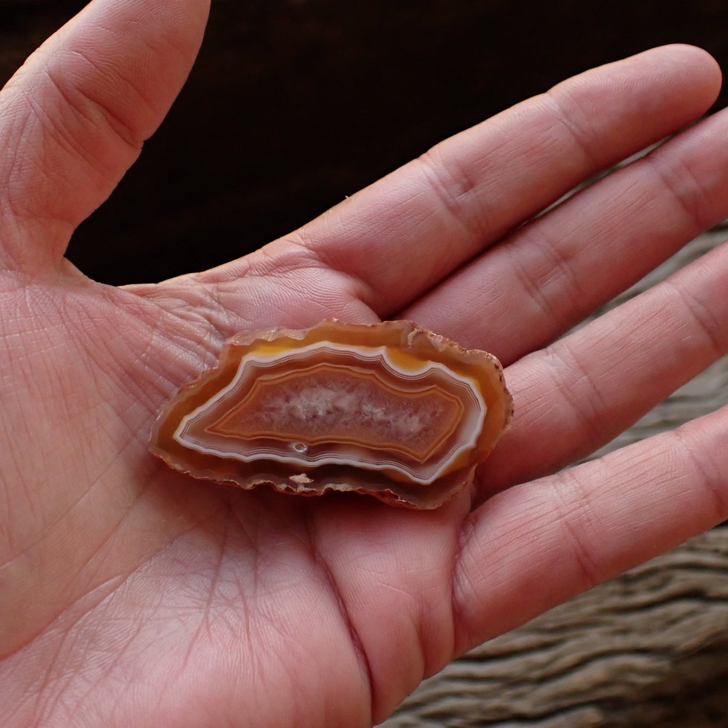 Polished Malawi agate 52 mm – in-hand size reference, scalloped banding, ghost banding, Ngabu origin, hand-polished in South Africa | SKU 000495