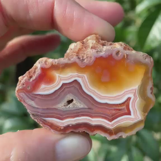 Floater Malawi agate 48mm – rotating view, scalloped fortification banding, burgundy floater, ghost banding | SKU 000353