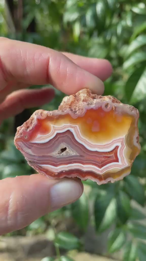 Floater Malawi agate 48mm – rotating view, scalloped fortification banding, burgundy floater, ghost banding | SKU 000353