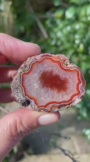 Floater Malawi agate 48mm – rotating view, scalloped fortification banding, burgundy floater, ghost banding | SKU 000353